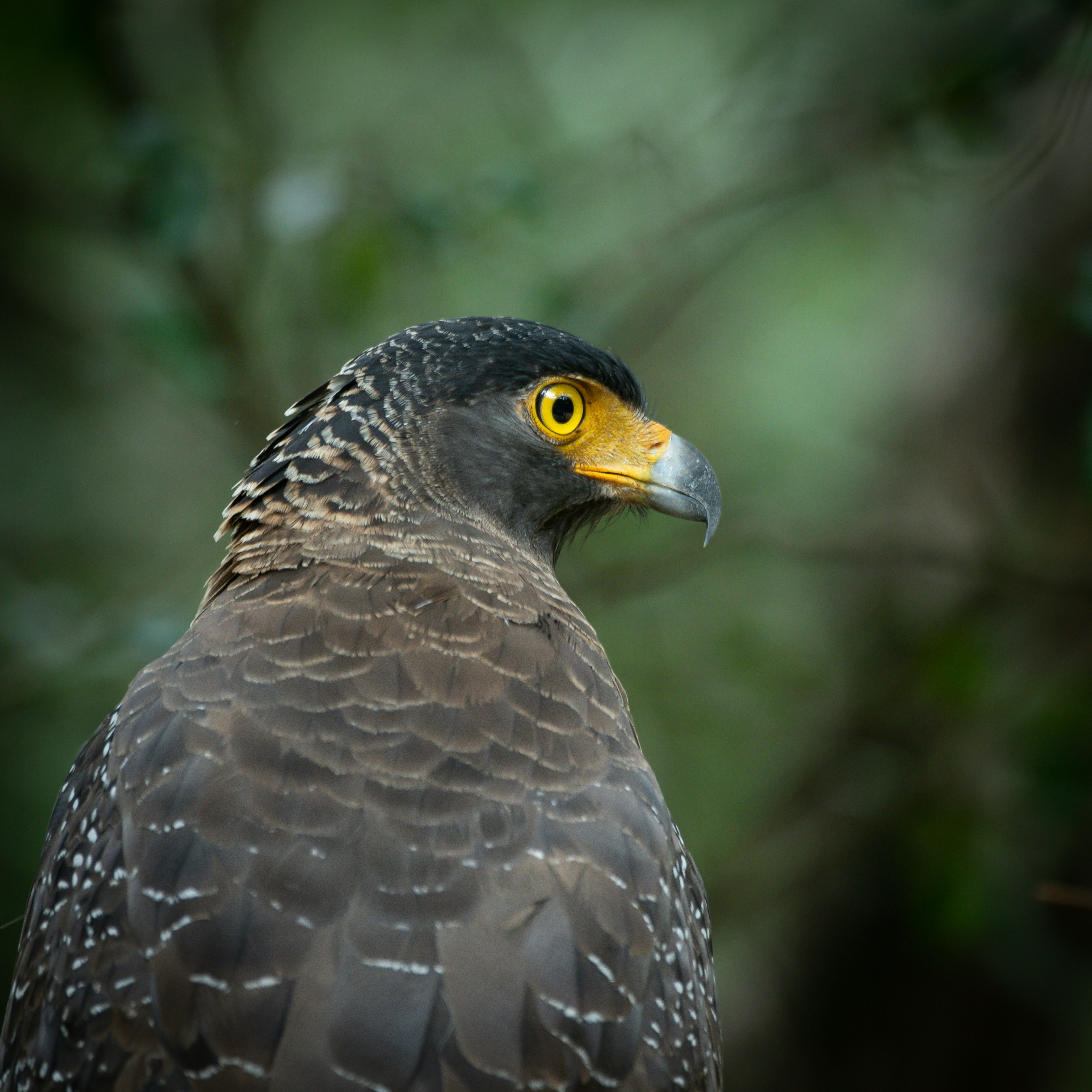 a close up of a bird of prey