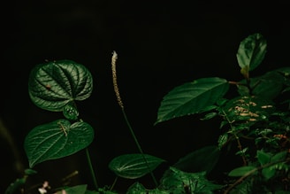 a close up of a plant with green leaves