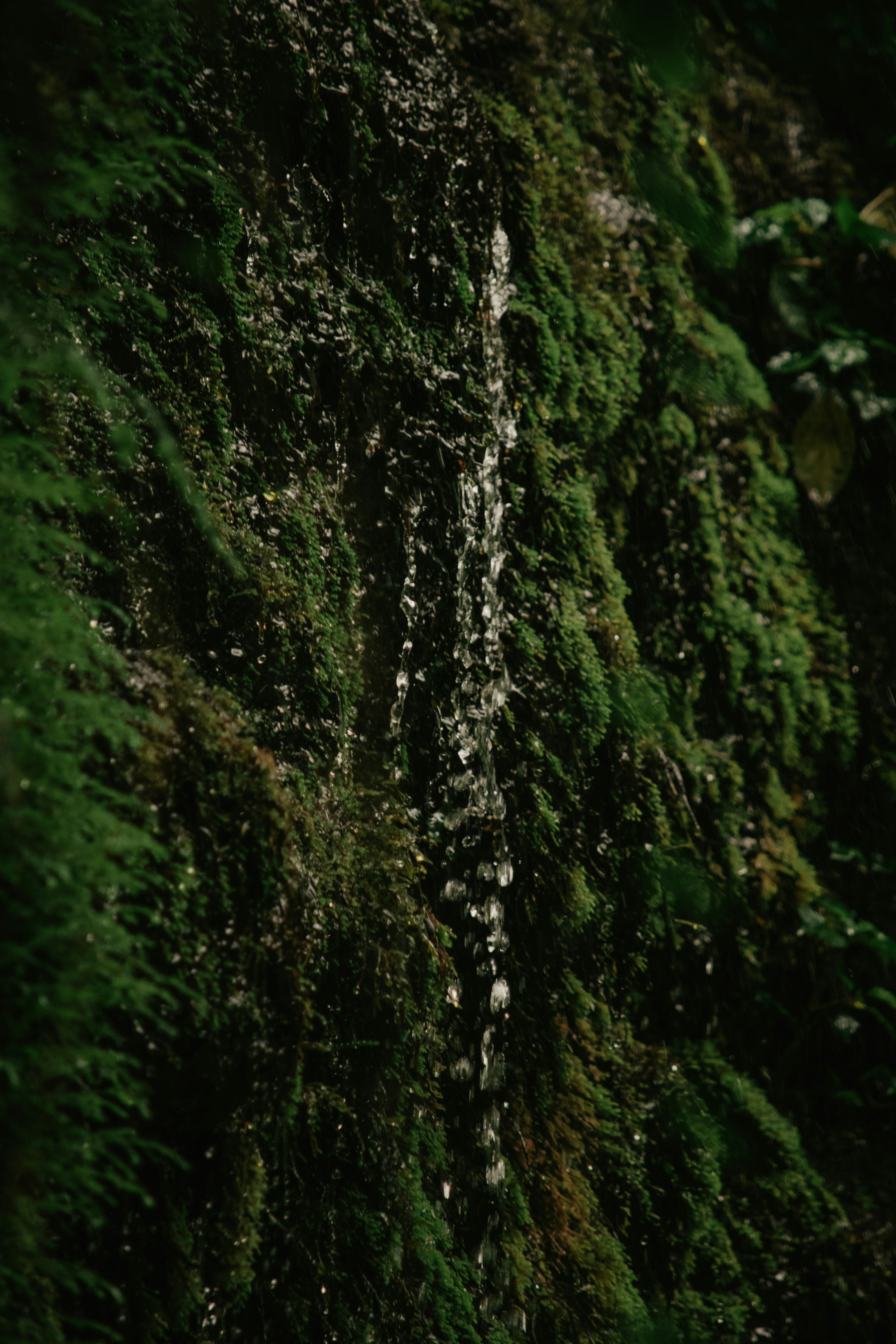 a waterfall in the middle of a green forest