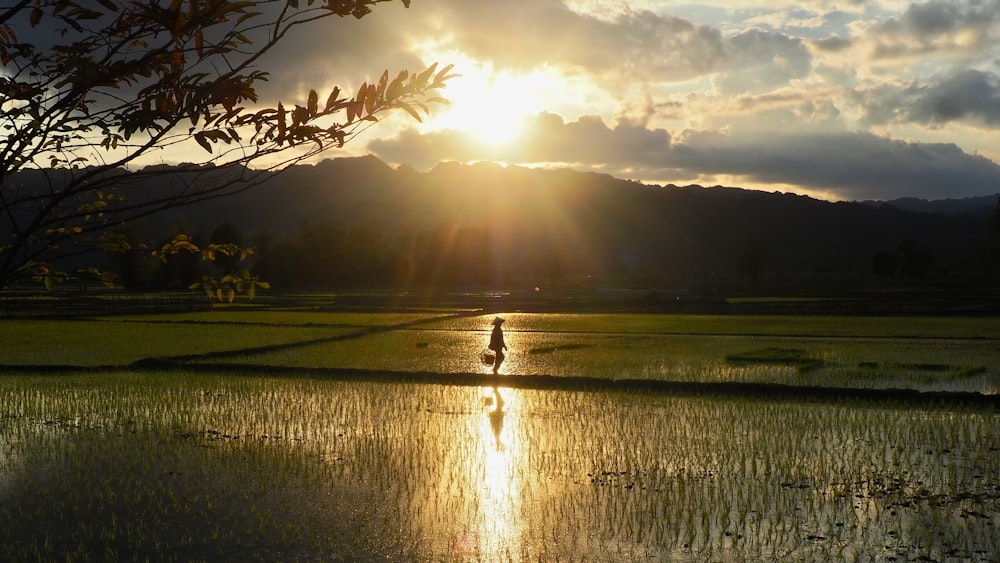 the sun is setting over a rice field