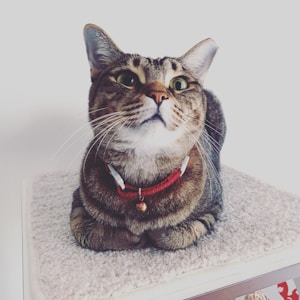 Blue Bell Collar