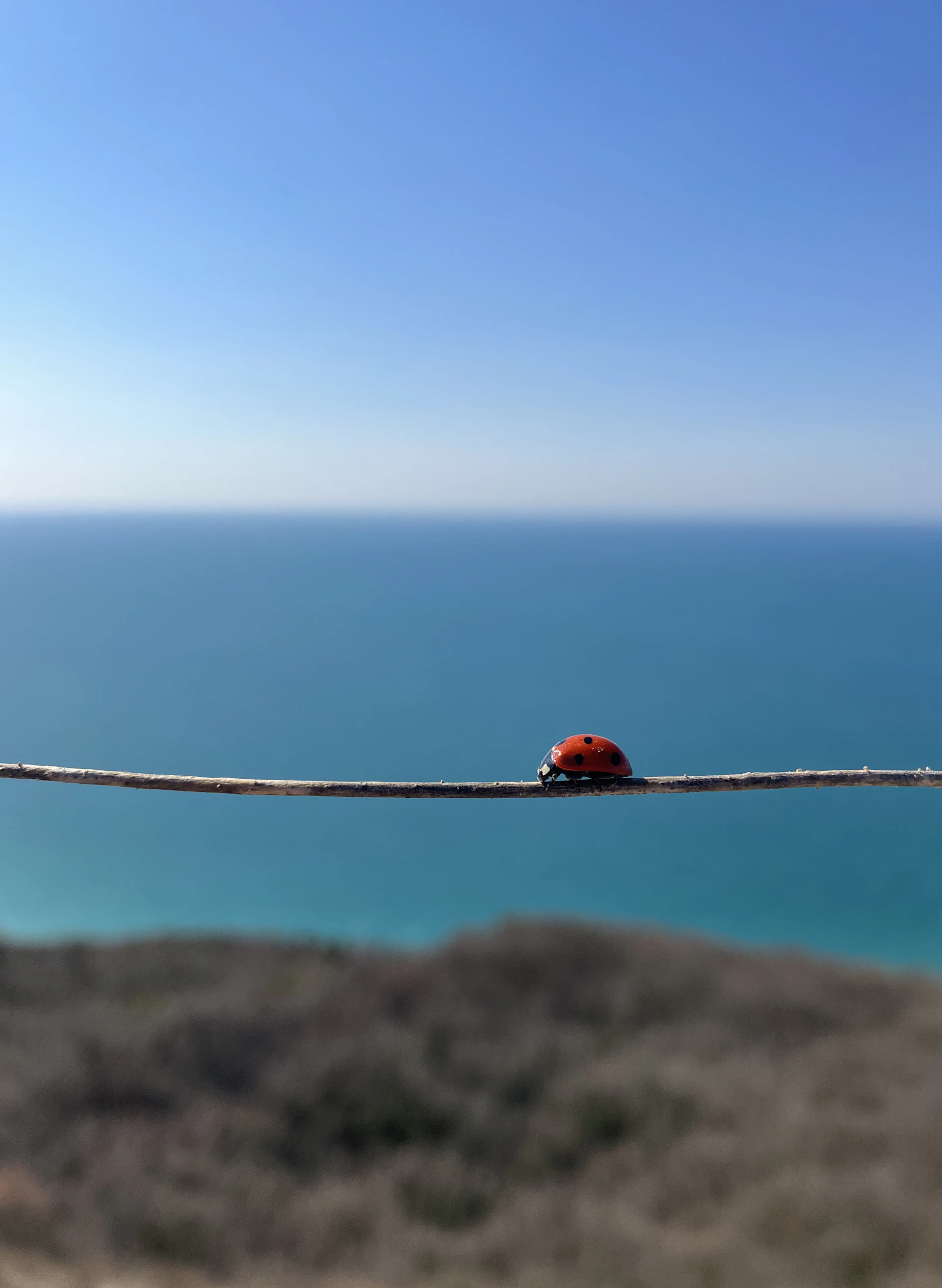 a small red bug sitting on top of a rope