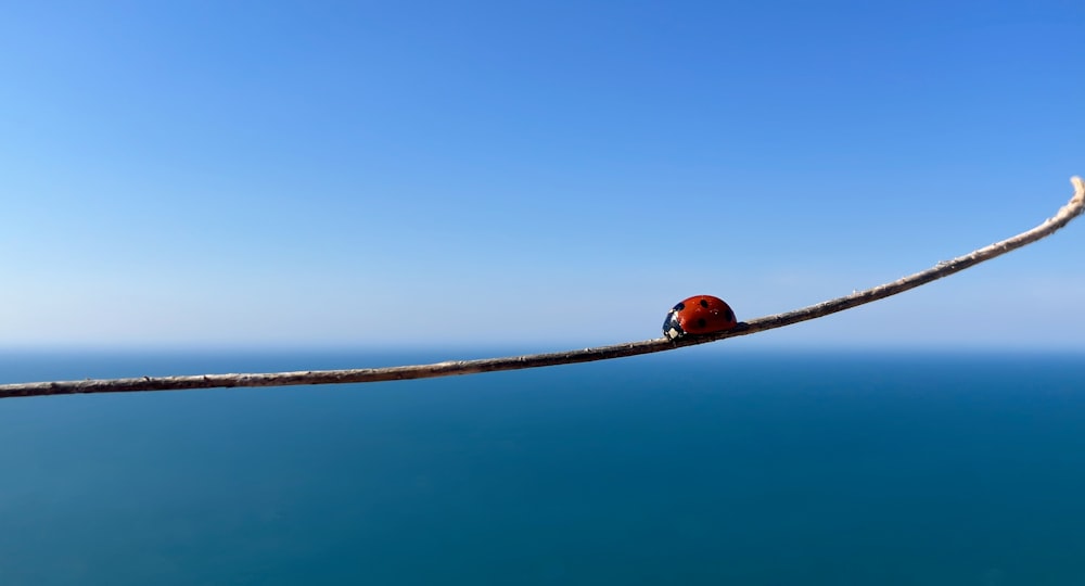 a ladybug sitting on top of a branch over the ocean