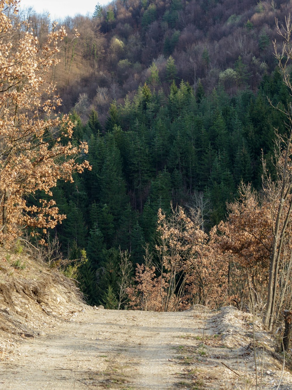 a bear walking down a dirt road next to a forest