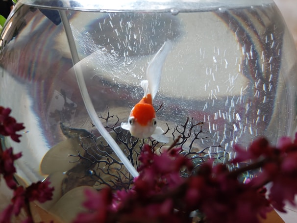 A small orange and white fish swims in a clear glass fishbowl. There are decorative elements inside the tank, including a plant with black branches and stones at the bottom. Vibrant pink flowers in the foreground blur slightly, adding depth to the scene.