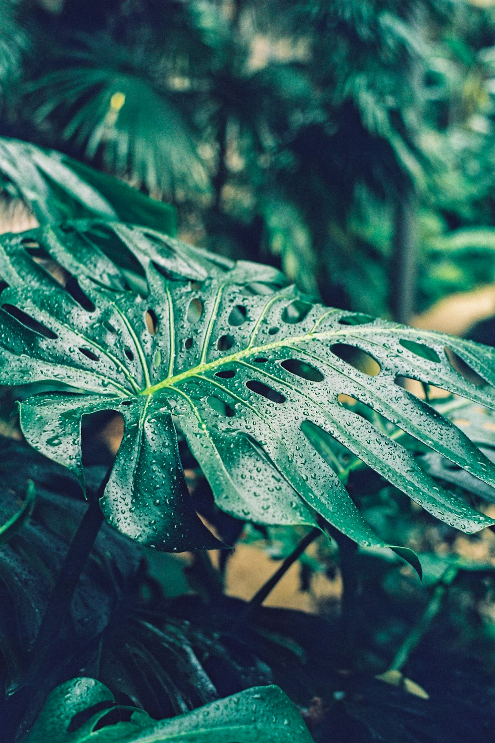 a large green leaf with drops of water on it