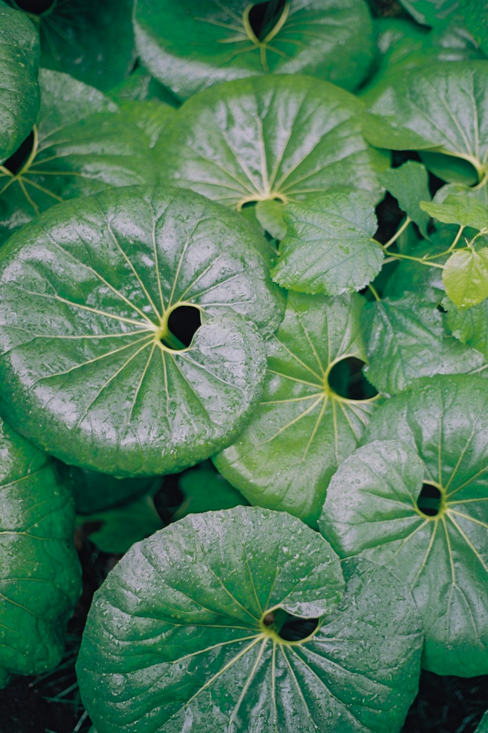 a close up of a bunch of green leaves