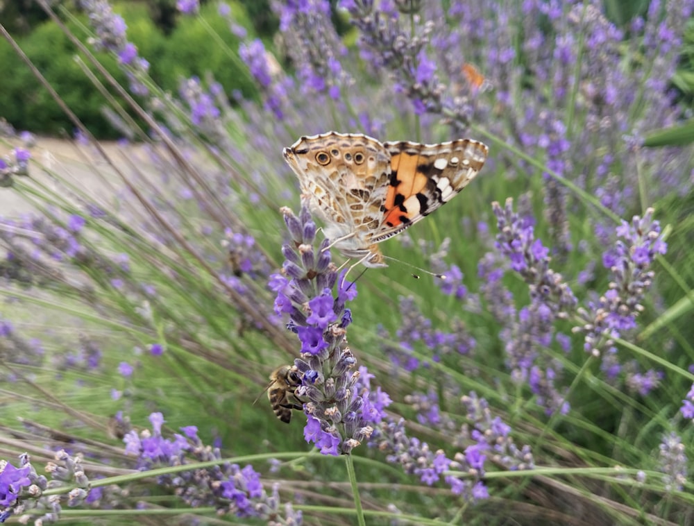 a butterfly sitting on top of a purple flower