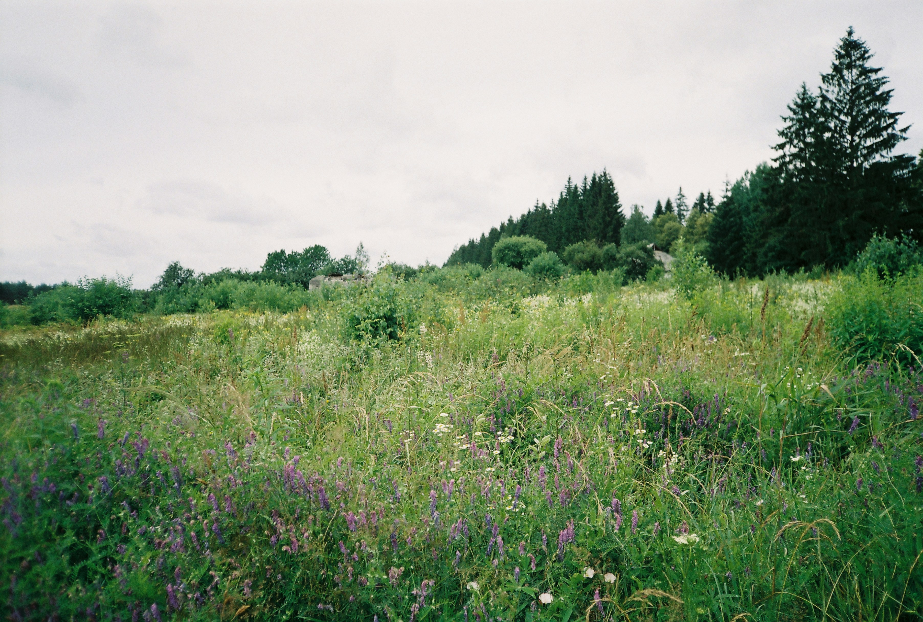natural burial meadow - dead body