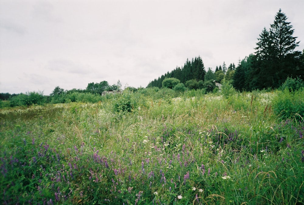 a field of grass and flowers with trees in the background