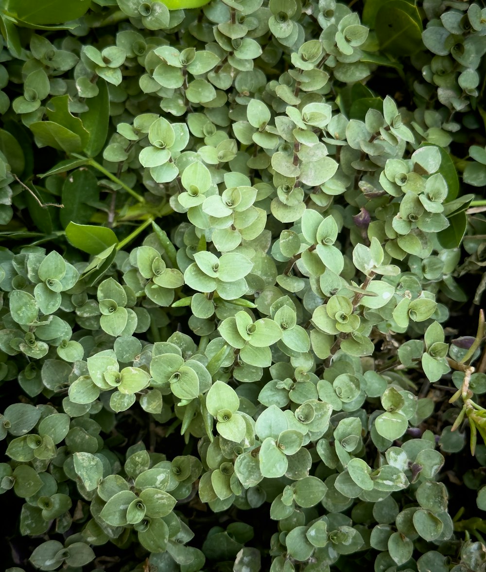 a close up of a plant with green leaves