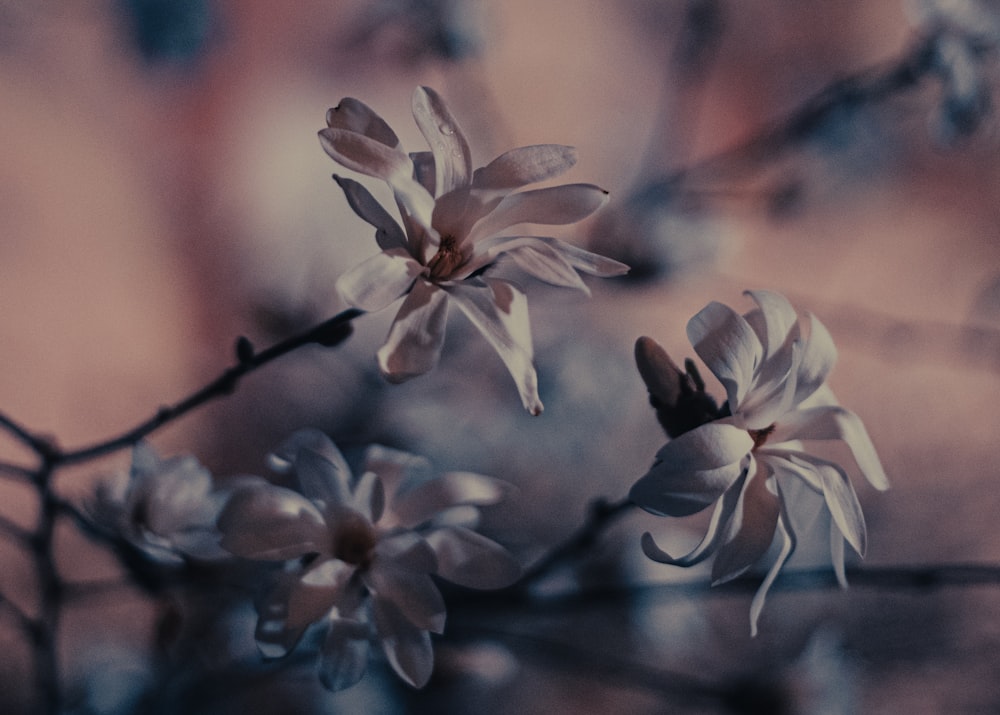 Un primo piano di un fiore sul ramo di un albero