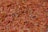 A close-up view of numerous dried saffron strands with a rich, vibrant red and orange hue.
