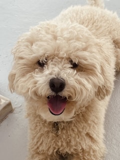 A fluffy, curly-haired dog with a light cream coat is looking towards the camera with its mouth open and tongue out, giving a joyful expression. The fur appears soft and the dog wears a collar.