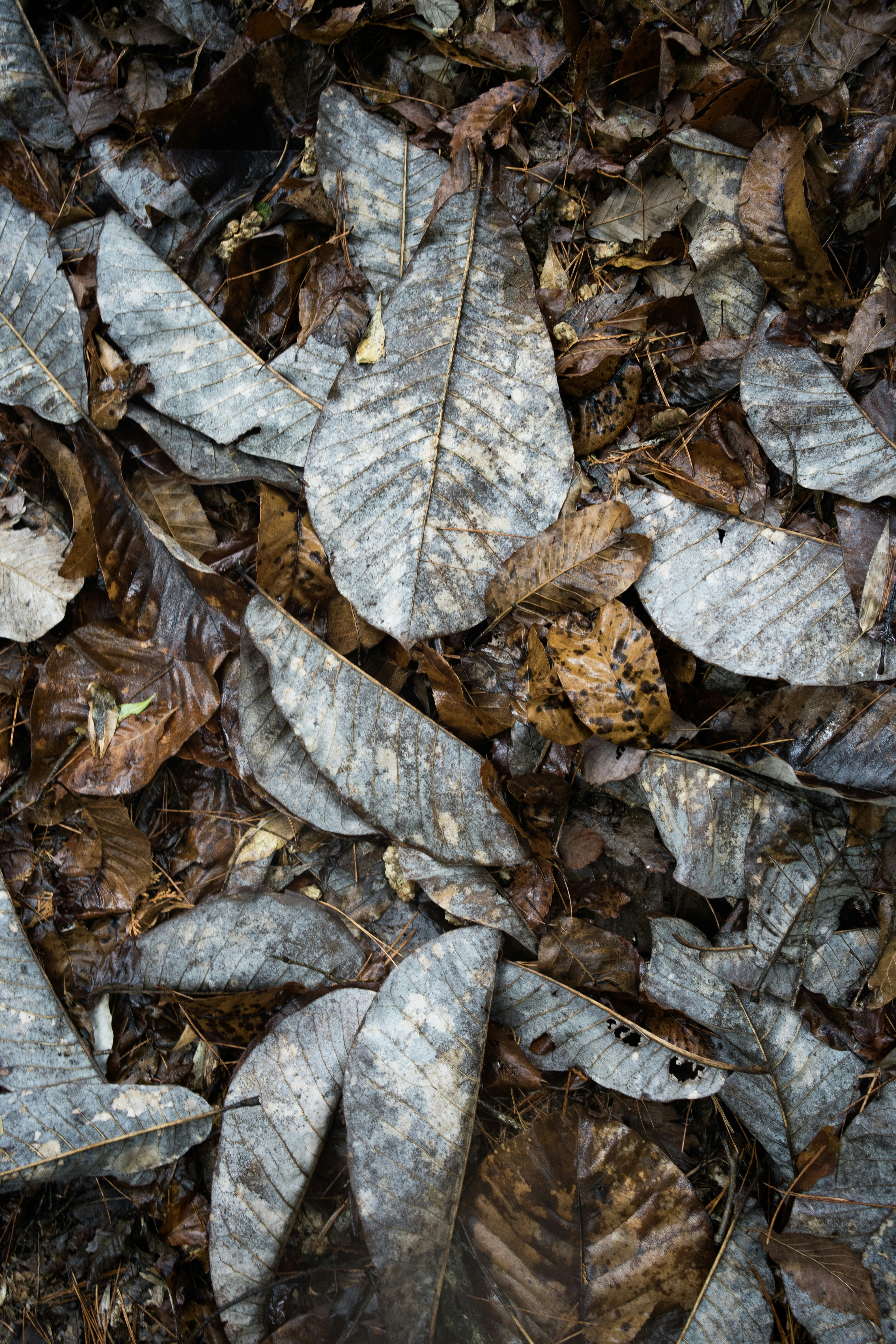 Photo by fabianbaechli