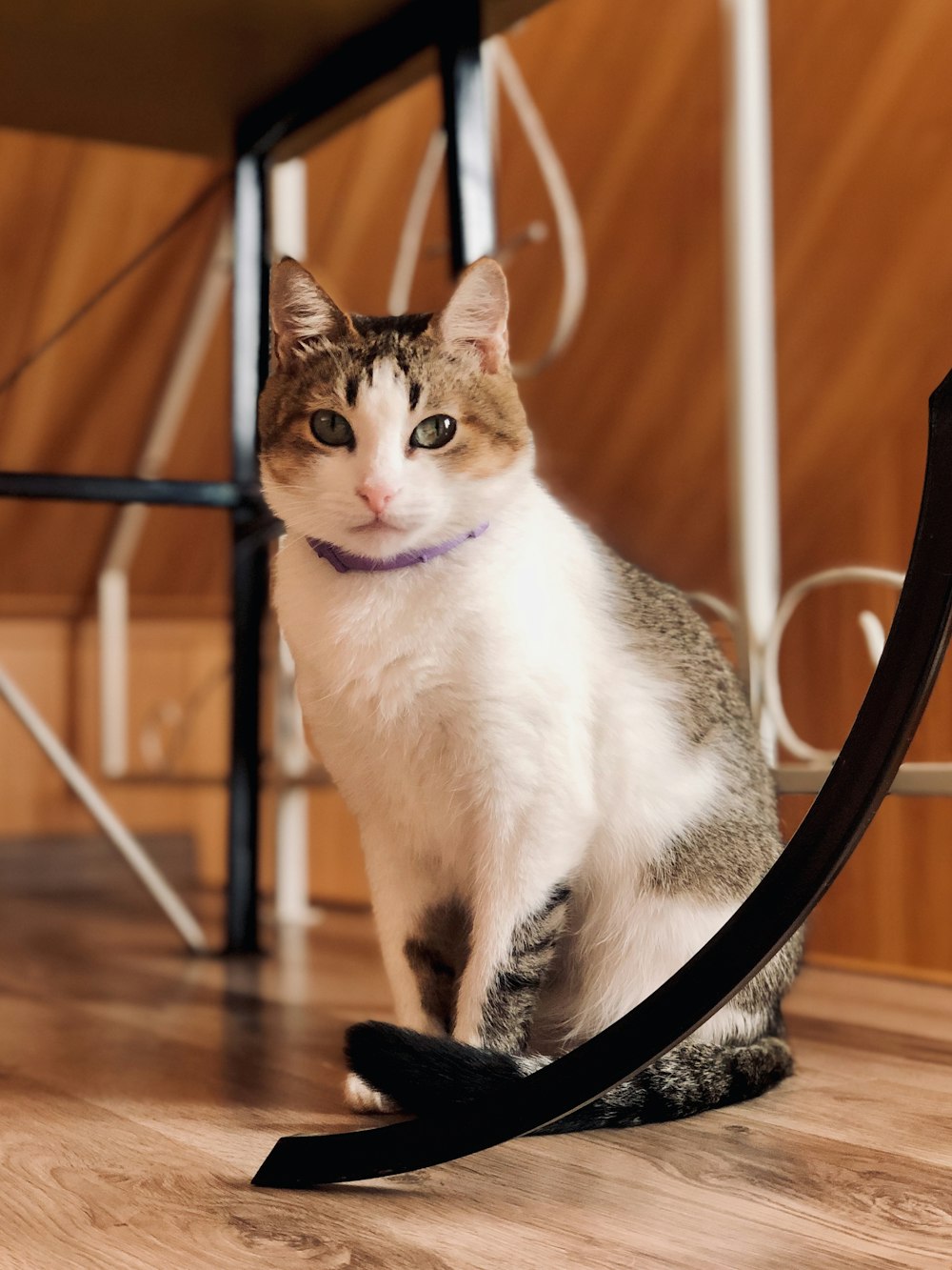 Un gatto seduto sul pavimento con un guinzaglio intorno al collo