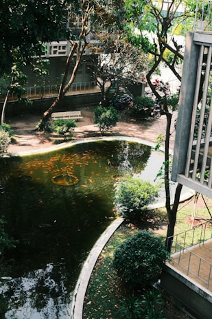 A tranquil outdoor scene featuring a small, clear pond with numerous orange fish swimming near the surface. Surrounding the pond are neatly trimmed bushes and trees providing ample shade. A white bench is situated on a paved path beside the pond, with a modern building partially visible in the background. The sunlight filters through the leaves, casting dappled patterns on the ground.