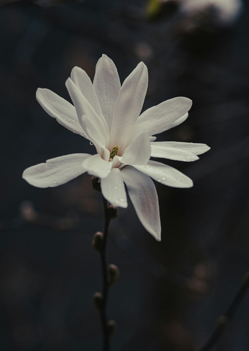a white flower with water in the background