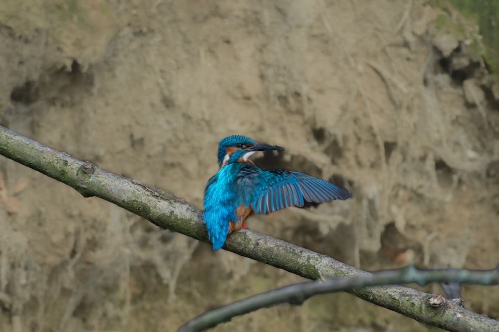 a blue bird sitting on top of a tree branch