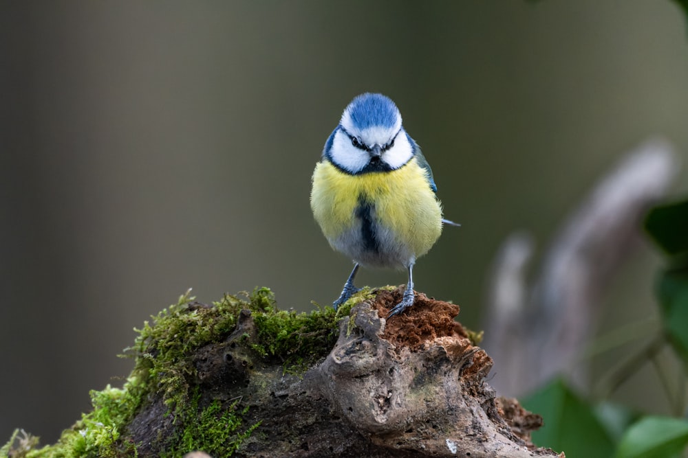 a small blue and yellow bird sitting on top of a tree stump
