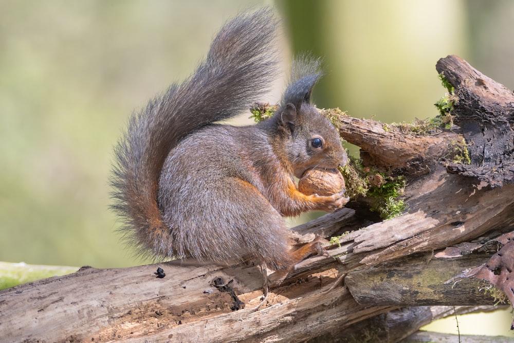 a squirrel sitting on top of a tree branch