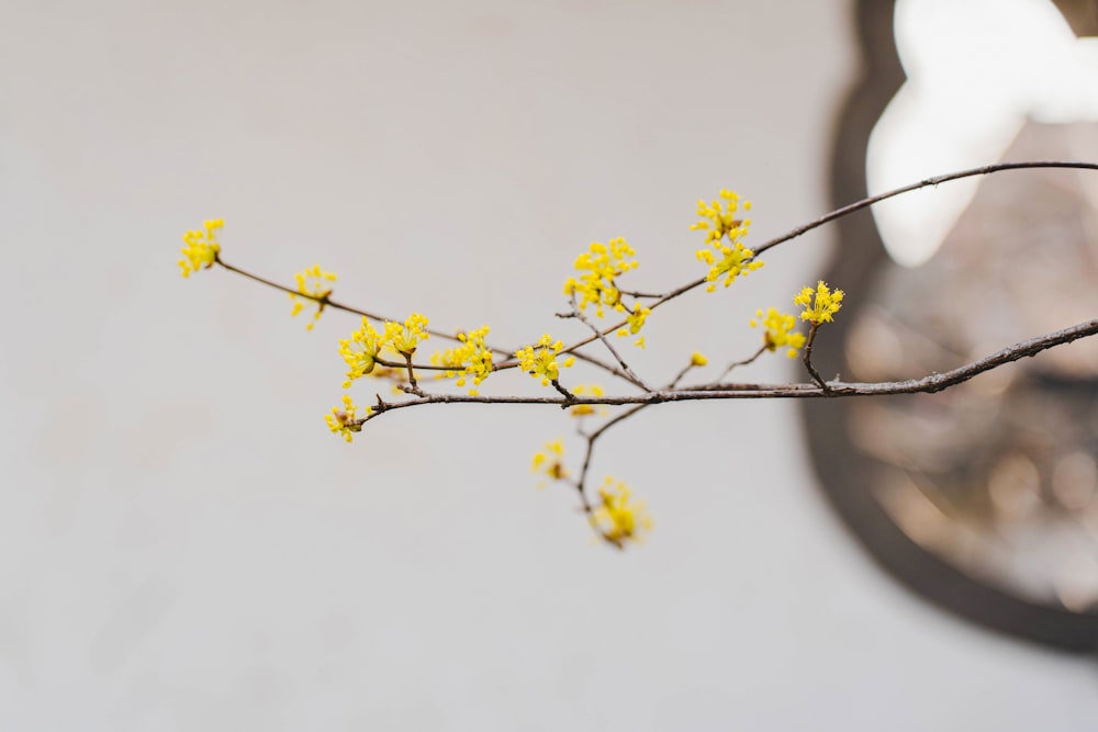 a branch with yellow flowers in front of a clock