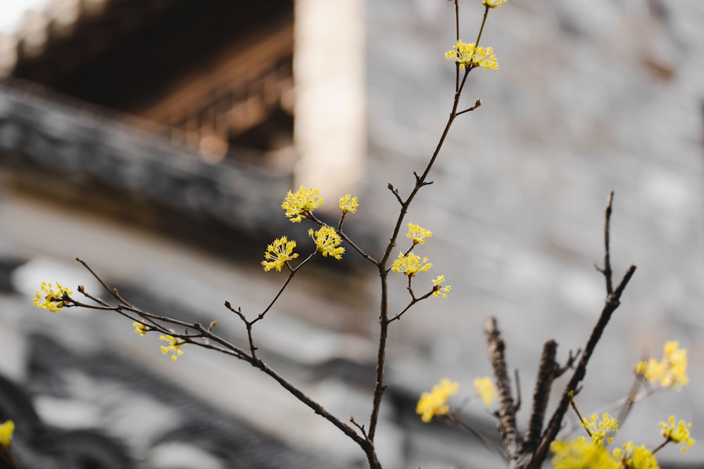 a small tree with yellow flowers in front of a building