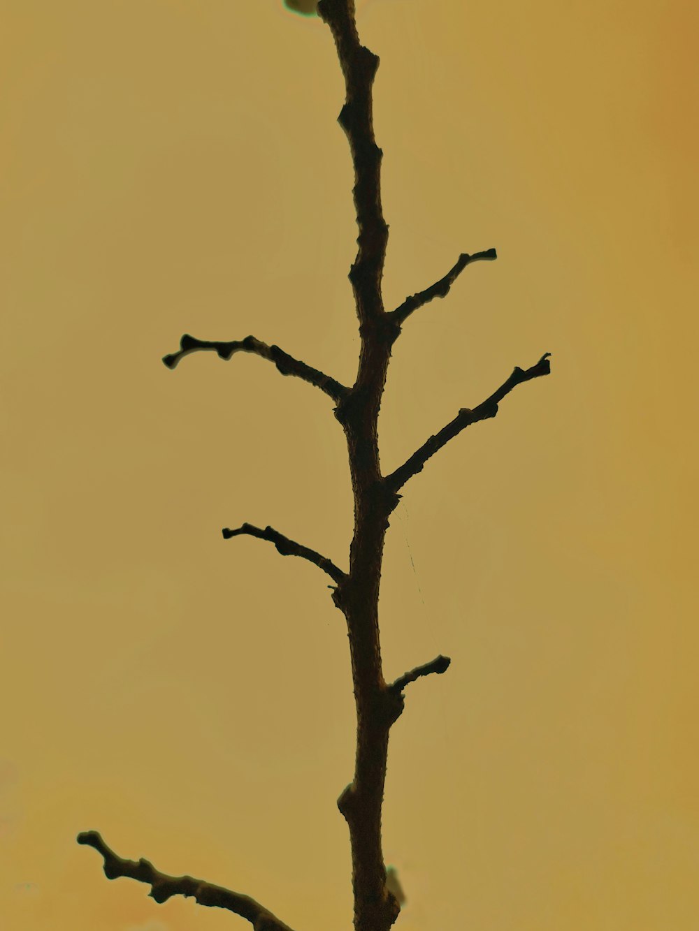 a tree branch with a bird perched on it