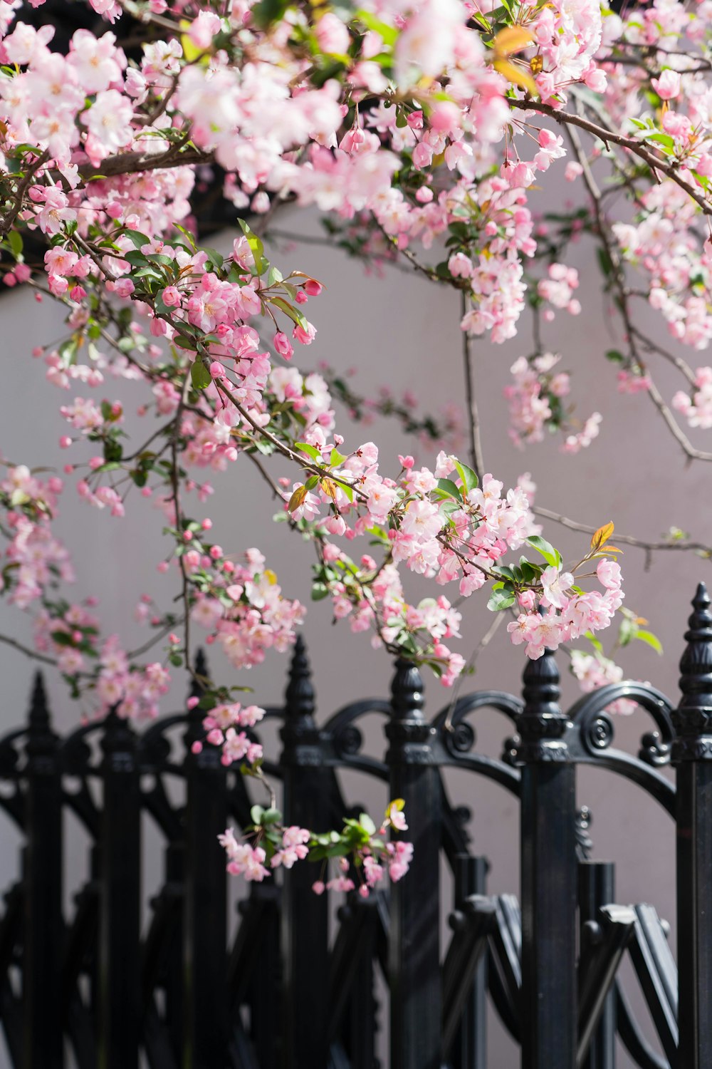 a black fence with a bunch of pink flowers on it