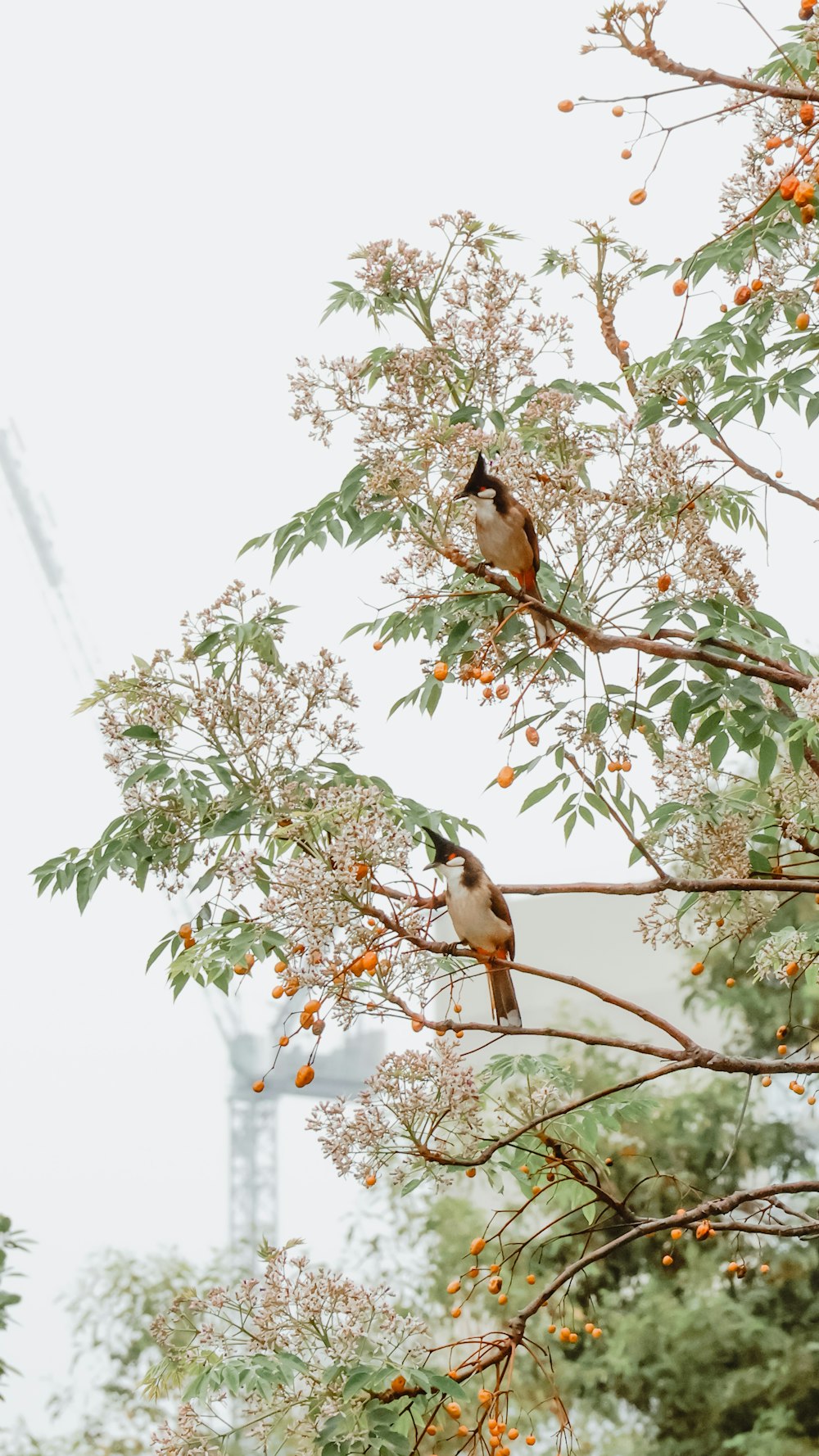 two birds sitting in a tree with oranges