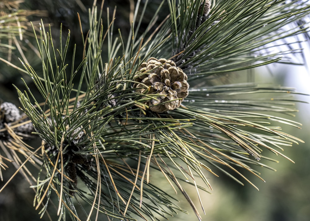 a close up of a pine cone on a pine tree