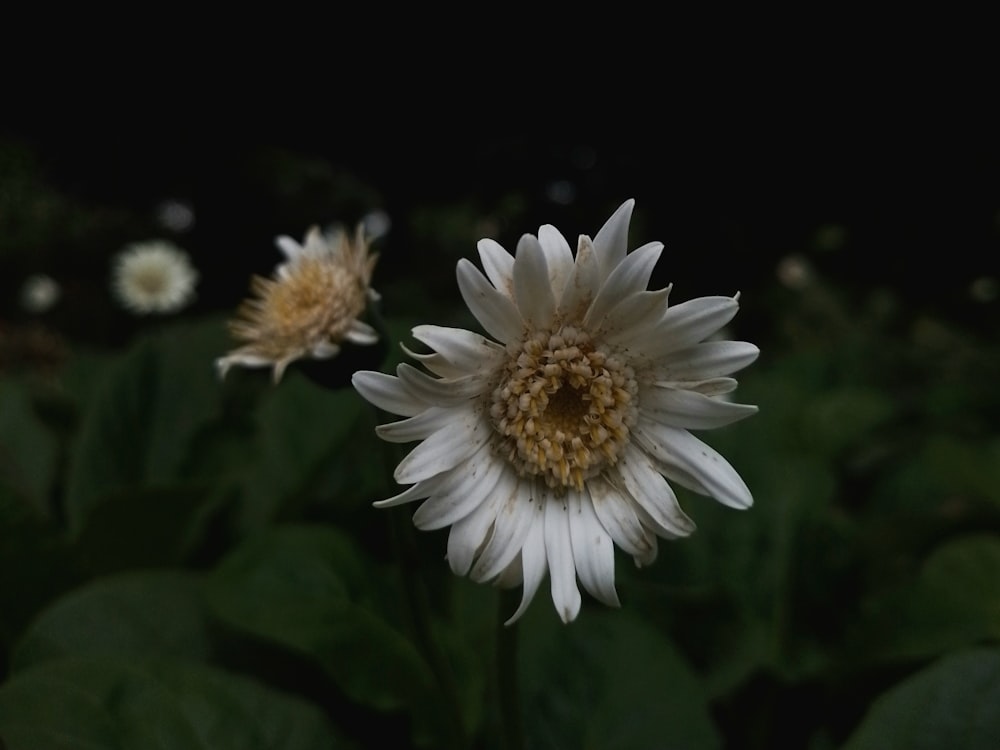 a white flower with a yellow center surrounded by green leaves