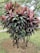 A vibrant plant with long, pointed leaves displaying a mix of red and green hues. The plant is situated in a small patch of soil surrounded by grass, with a few fallen leaves scattered around. Trees with bare branches are visible in the background, hinting at a park-like setting.