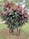 A vibrant plant with long, pointed leaves displaying a mix of red and green hues. The plant is situated in a small patch of soil surrounded by grass, with a few fallen leaves scattered around. Trees with bare branches are visible in the background, hinting at a park-like setting.