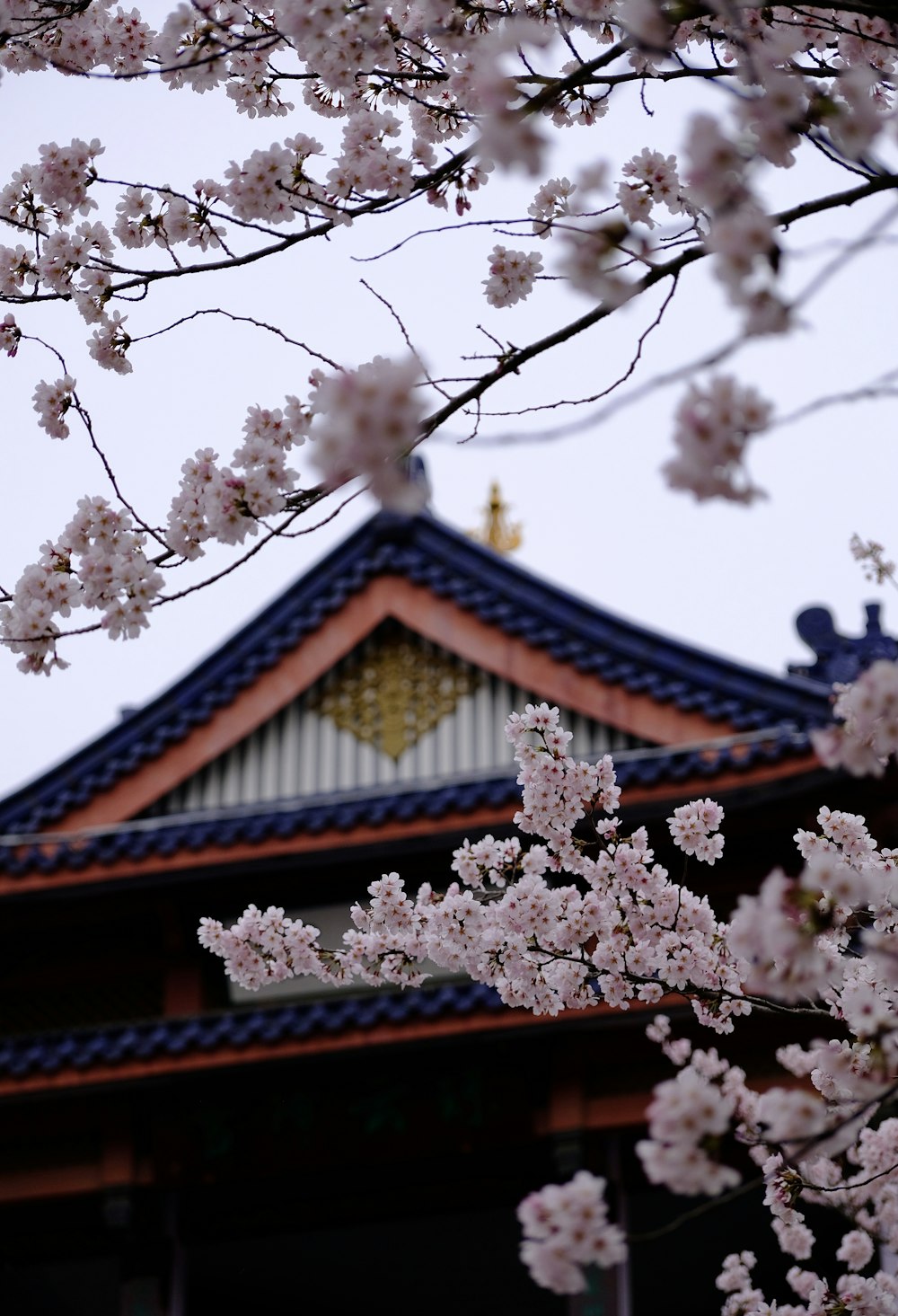 a building with a blue roof and a tree with white flowers
