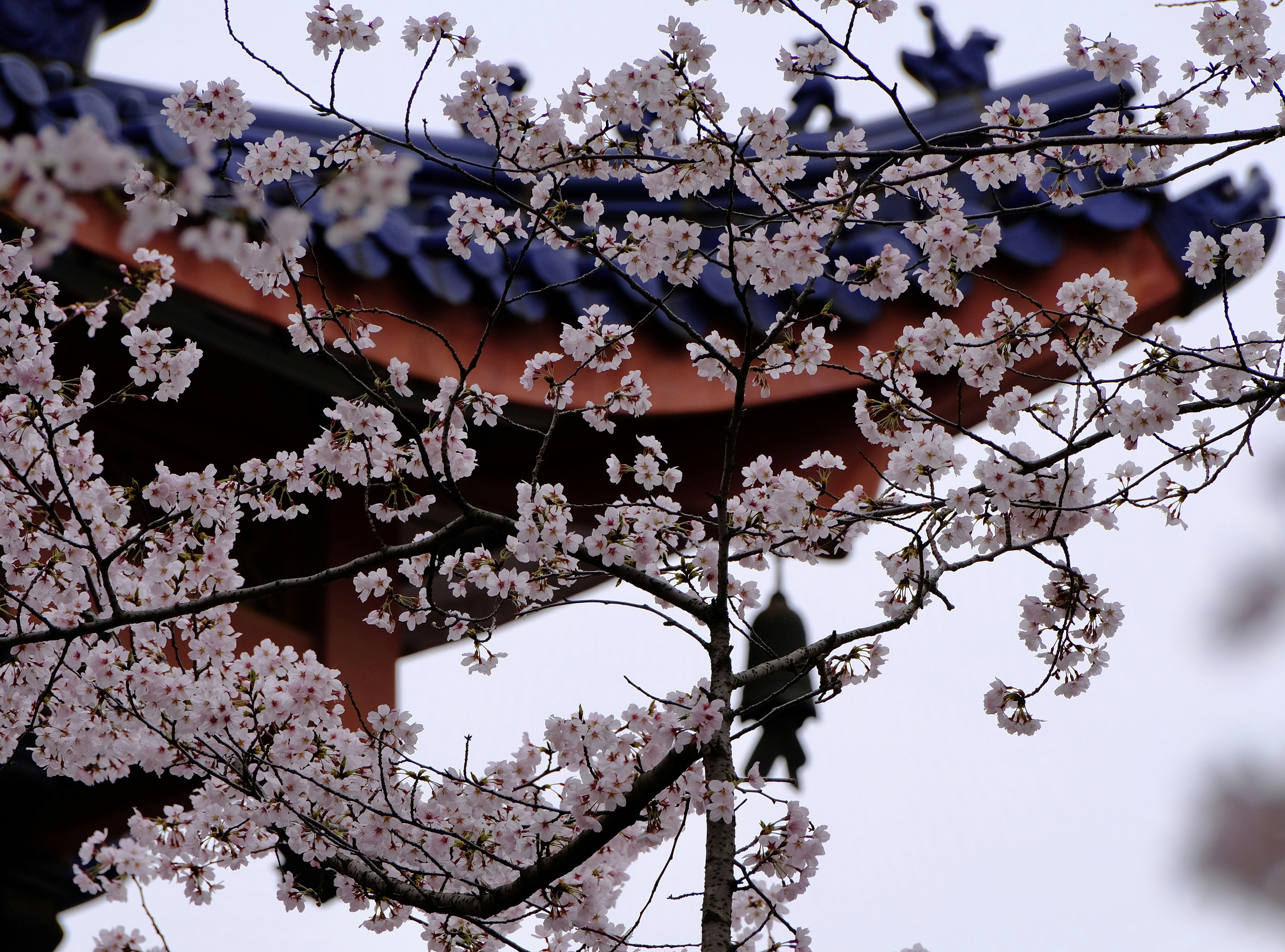 Photo by haoli