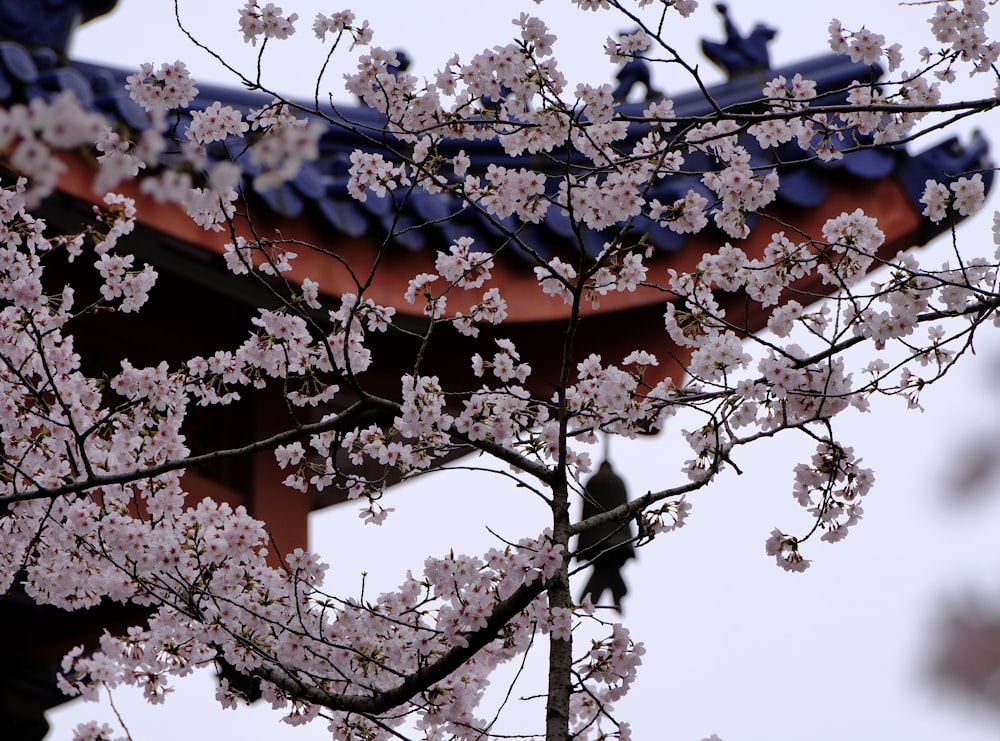 a cherry blossom tree in front of a red roof