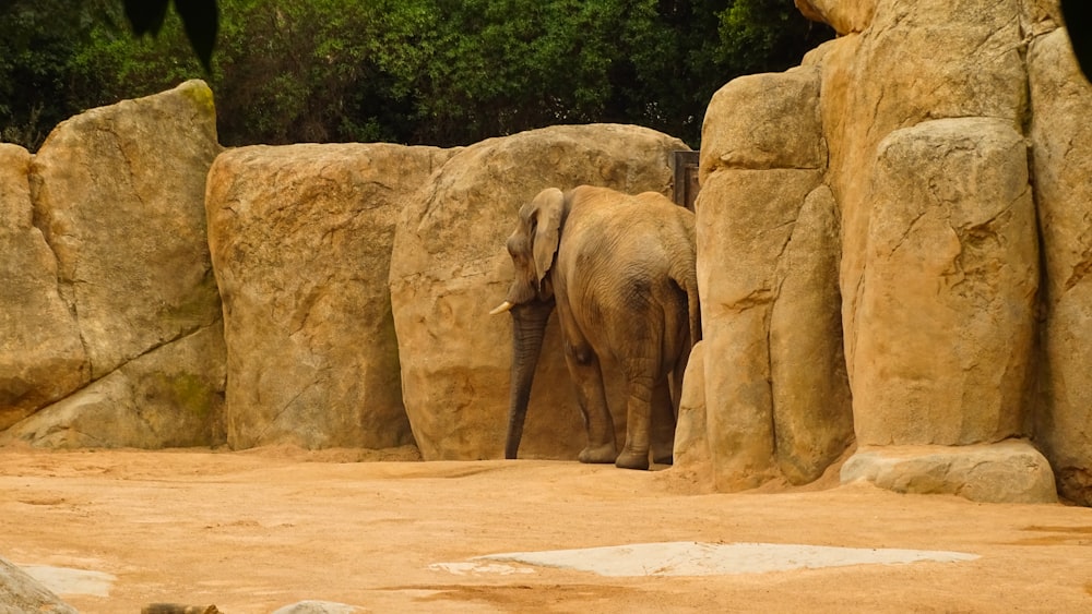 an elephant standing in front of some rocks