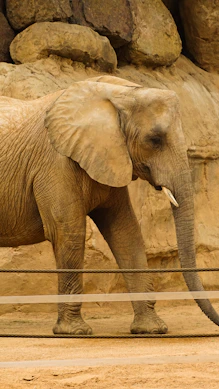 a large elephant standing next to a rock wall