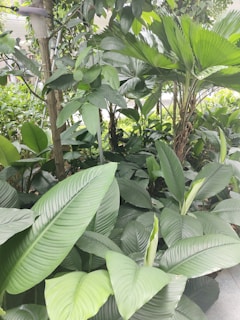 Lush green foliage featuring large, broad-leafed plants with a variety of textures and shades, creating a dense and vibrant tropical landscape.