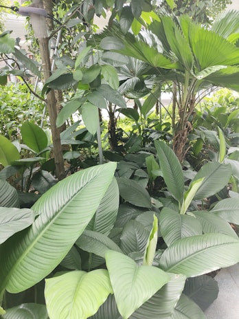 Lush green foliage featuring large, broad-leafed plants with a variety of textures and shades, creating a dense and vibrant tropical landscape.