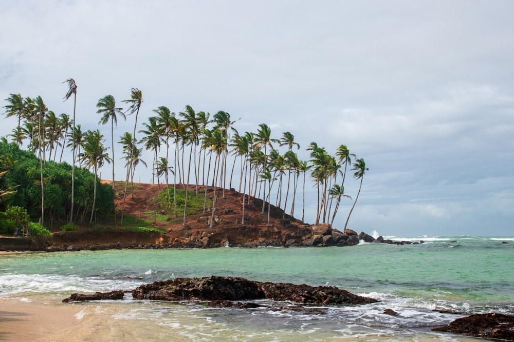 a sandy beach with palm trees on a cloudy day