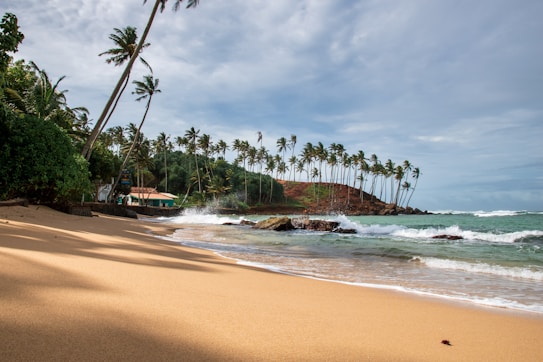 A serene tropical beach with golden sand and clear blue waves crashing against the shore. Tall palm trees sway in the breeze, lining the coastline and dotting a distant hill. The sky is partly cloudy, hinting at a gentle weather conditions.