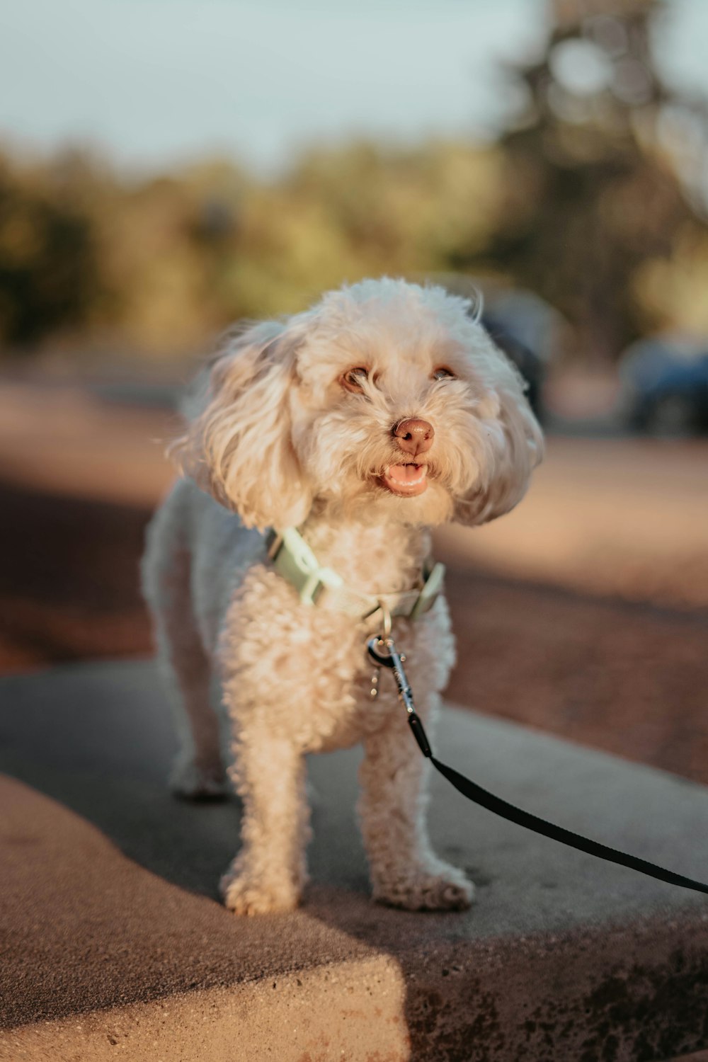 a small white dog on a leash on a sidewalk