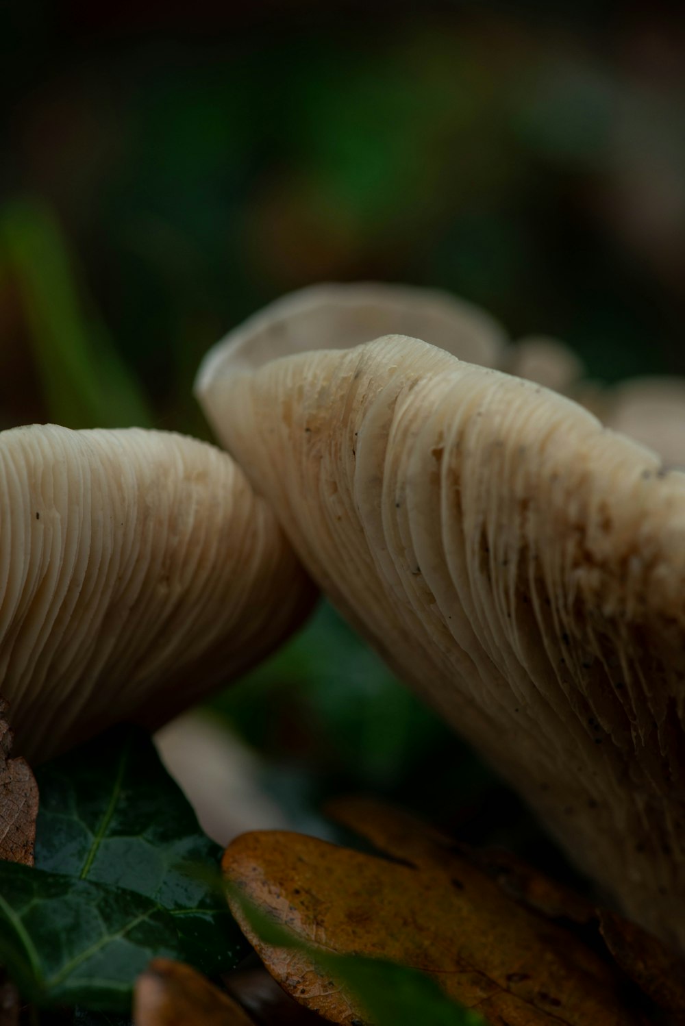 a group of mushrooms sitting on top of a leaf covered ground