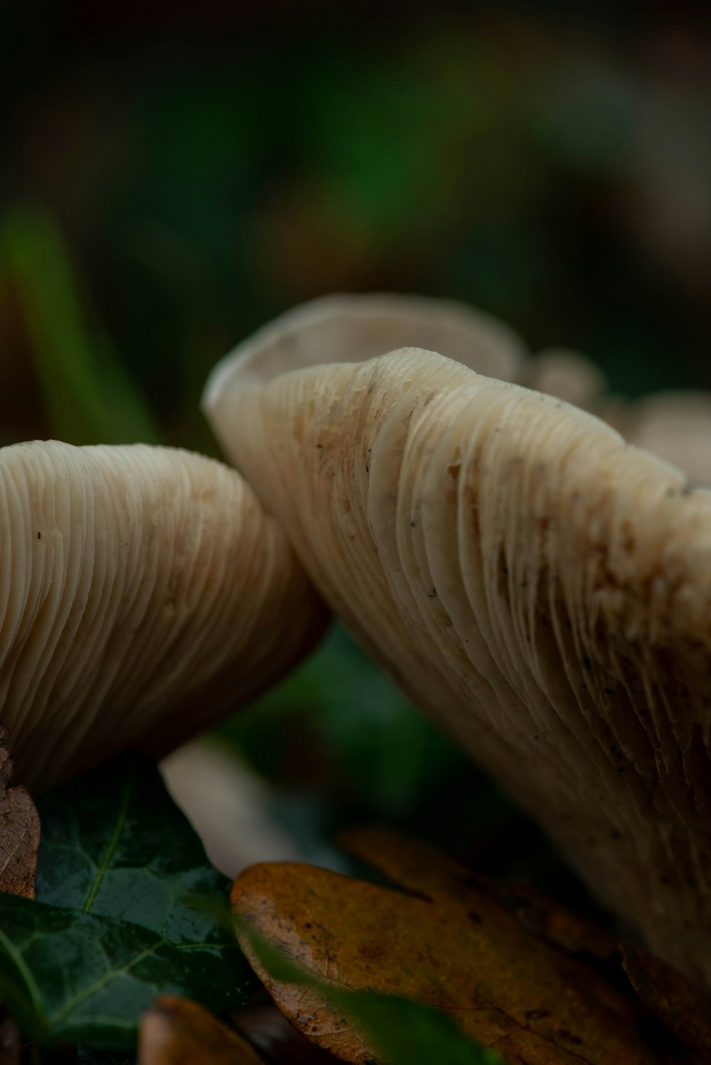 um grupo de cogumelos sentados em cima de um chão coberto de folhas