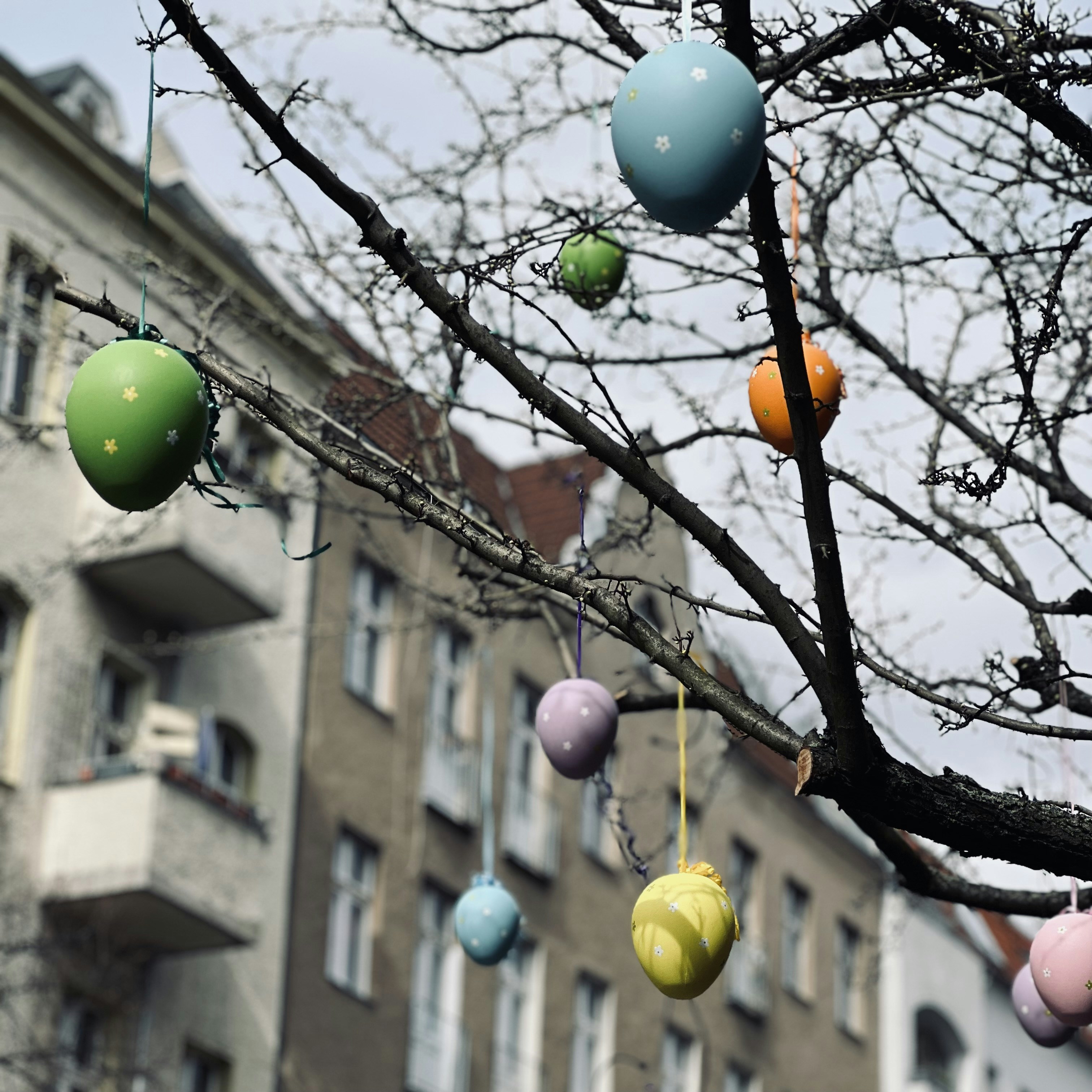 a bunch of eggs hanging from a tree