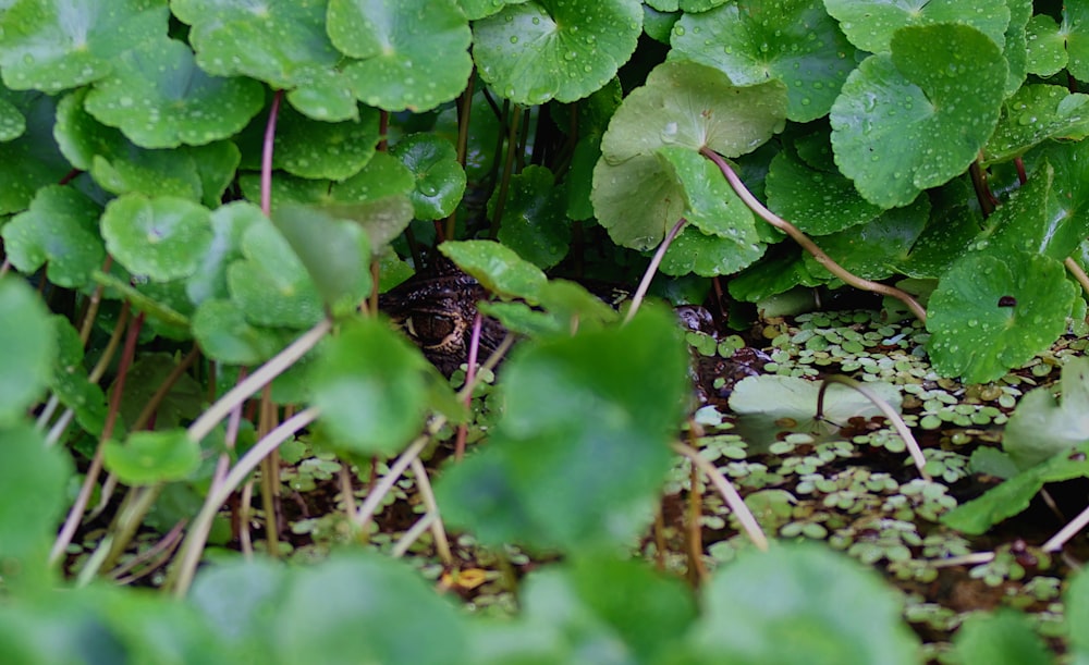 a close up of a plant with green leaves