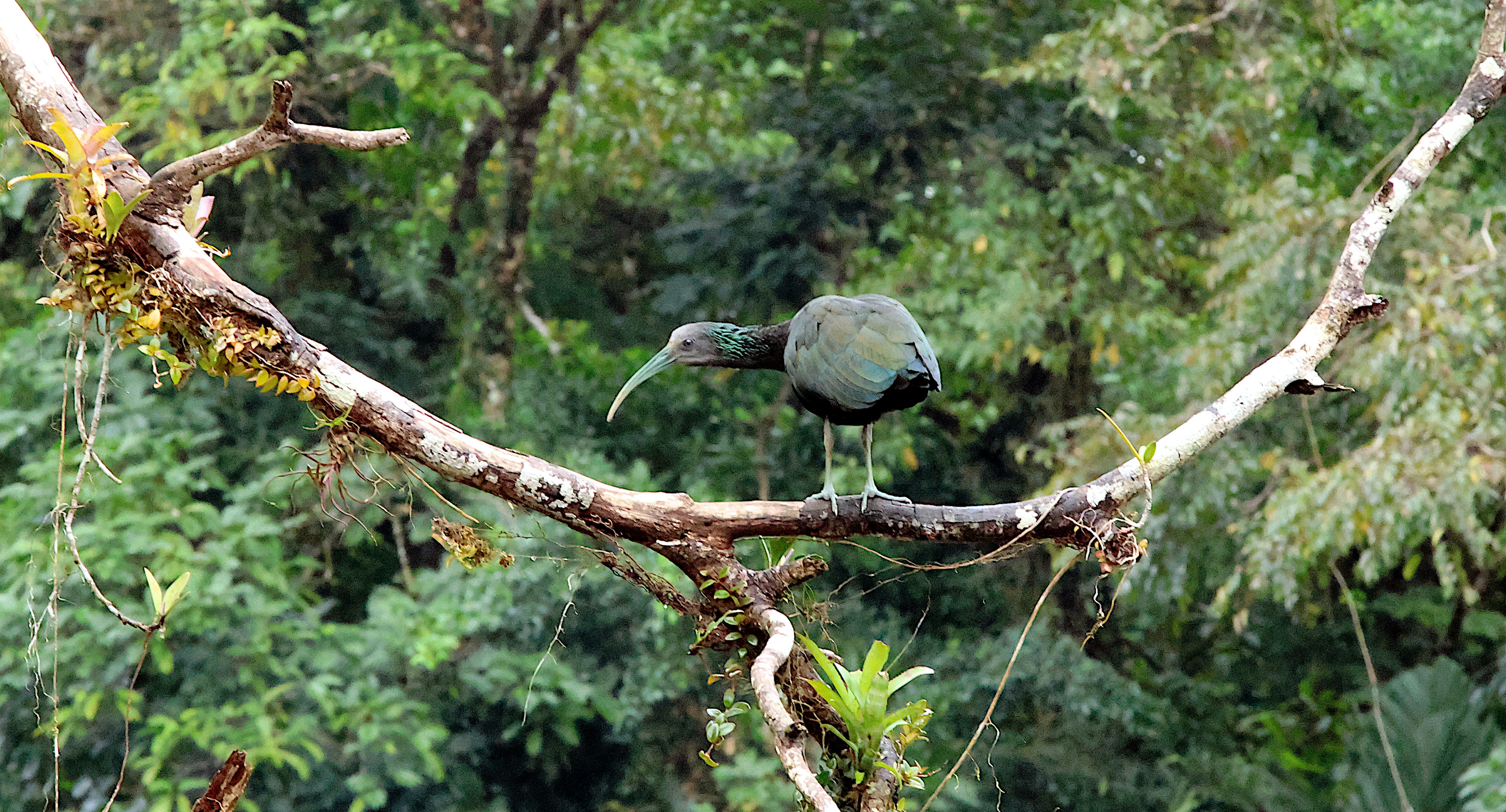 The Mystery of the Sacred Ibis Unraveling its Cultural Significance