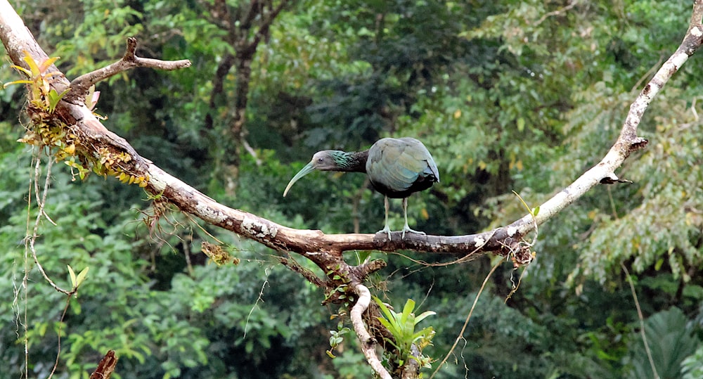 a bird sitting on a branch in a forest